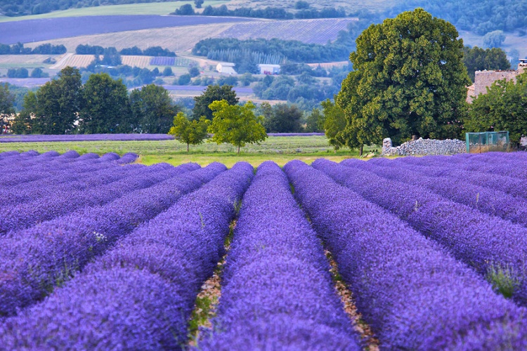 Lavander fields in Provence, France